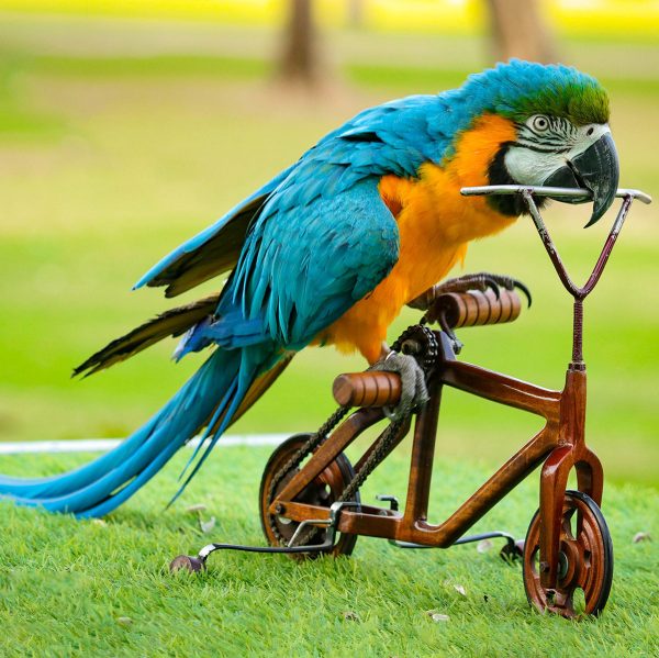 bird