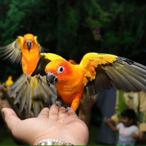 BIRD SHOW - Image 3