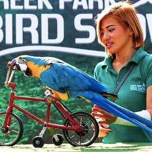 BIRD SHOW - Image 4