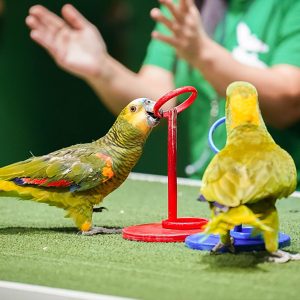 BIRD SHOW - Image 5