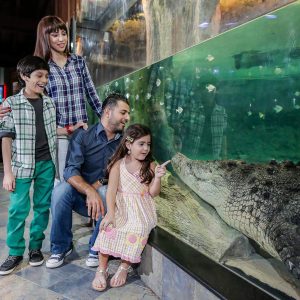 DUBAI AQUARIUM - UNDER WATER ZOO AND PENQUINE COVE - Image 2