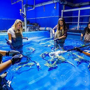 DUBAI AQUARIUM - UNDER WATER ZOO AND PENQUINE COVE - Image 3