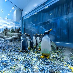 DUBAI AQUARIUM - UNDER WATER ZOO AND PENQUINE COVE - Image 4