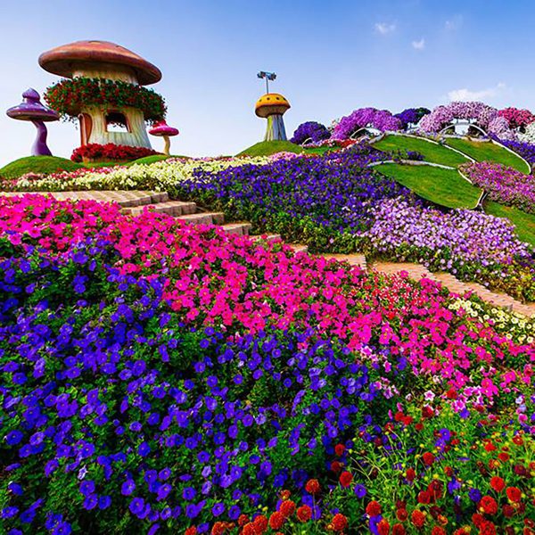 Dubai-Miracle-Garden-1-edit