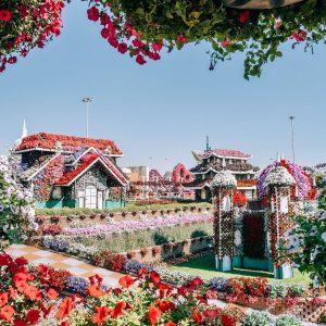 MIRACLE GARDEN - Image 3