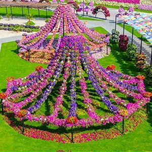 MIRACLE GARDEN - Image 4