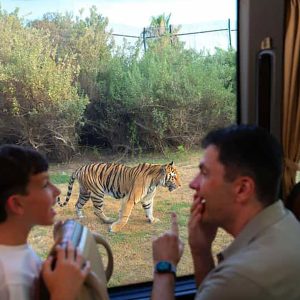 DUBAI SAFARI PARK JOURNEY (AVAILABLE OFFLINE) - Image 2