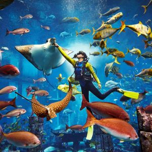 Explorer Dive - Image 2