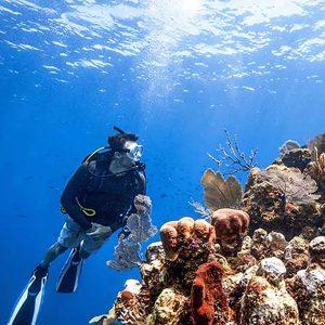 Explorer Dive - Image 5
