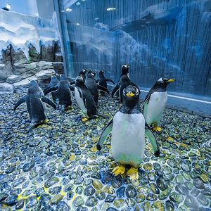 Penquin Encounter/King Croc Encounter/Otter Encounter/Ray Encounter/Shark Trainer Encounter - Image 2