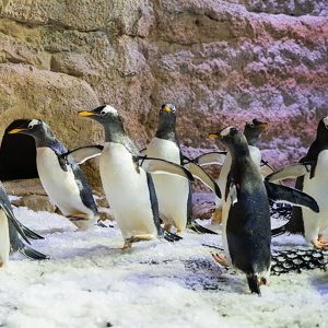 Penquin Encounter/King Croc Encounter/Otter Encounter/Ray Encounter/Shark Trainer Encounter - Image 3