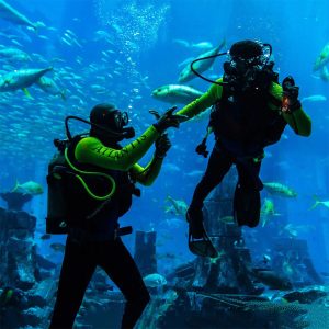 SCUBA DIVING IN DUBAI - Image 4