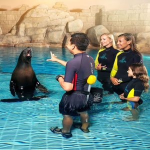 Sea Lion Encounter (Shoulder) - Image 2