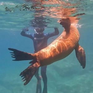 Sea Lion Encounter (Shoulder) - Image 5