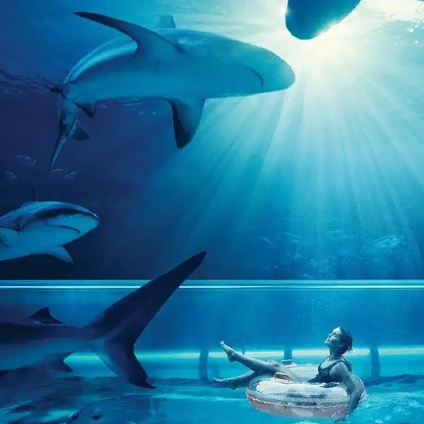 Shark-Snorkel-with-Aquaventure-Admission--3-EDITT