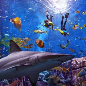 Ultimate Snorkel - Image 3