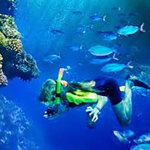 Ultimate Snorkel - Image 4